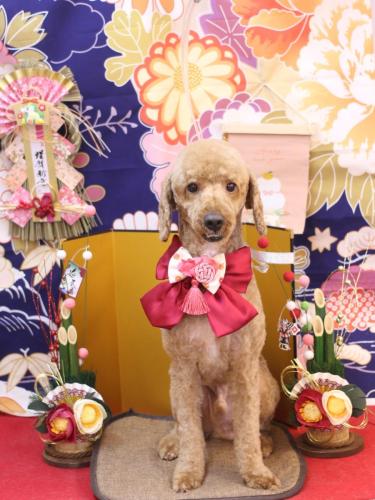 20240124ぶるくん